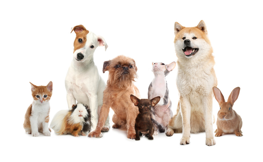 Srećan pas u Hachiko Pet Shopu