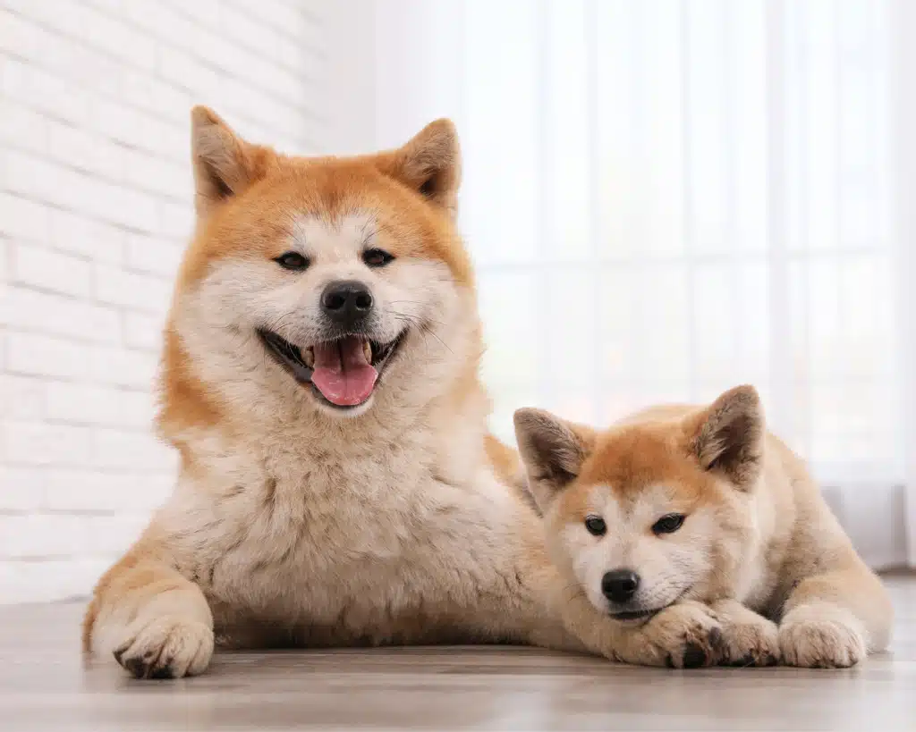 Vlasnik i pas - Hachiko Inspiracija